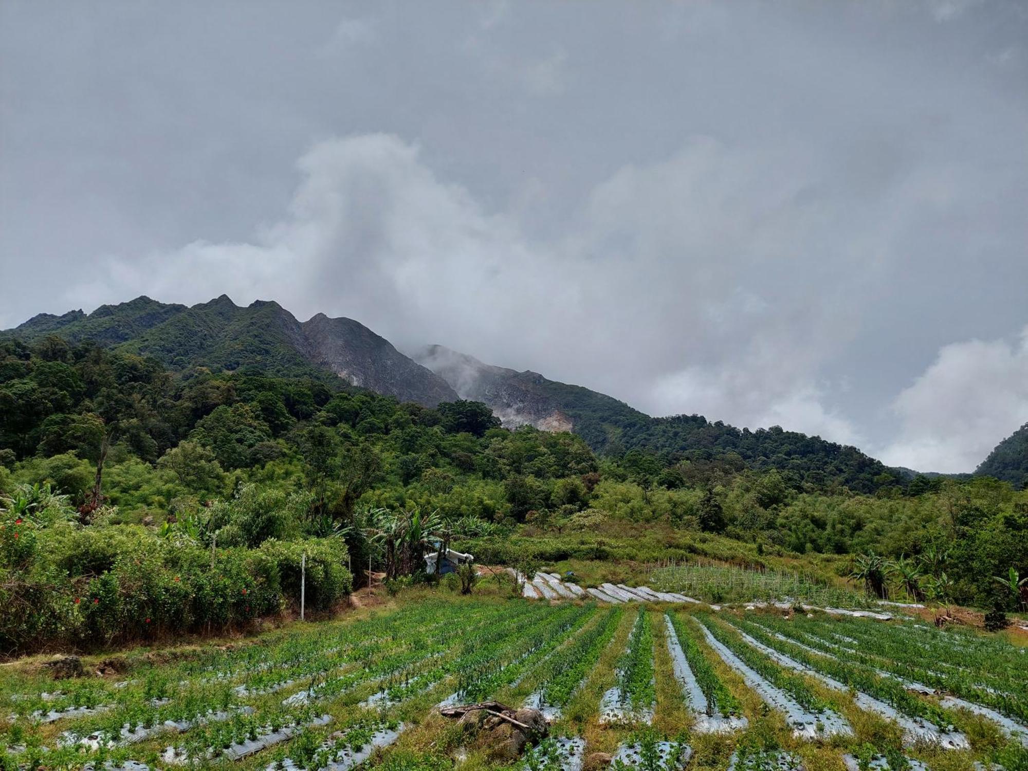 Villa Sumatra Orangutan Treks & Eco Jungle Trekking Activity Timbanglawang