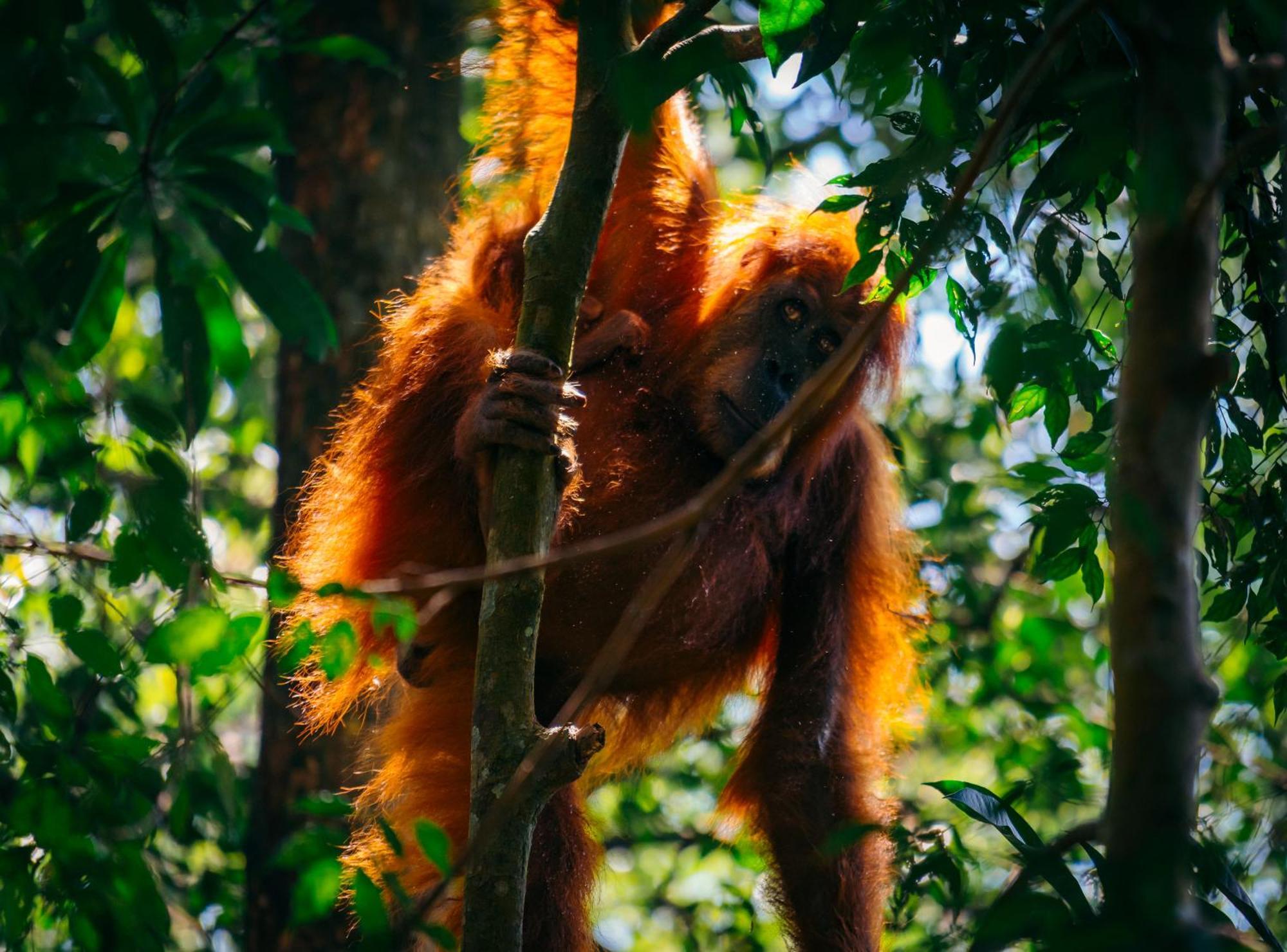 Villa Sumatra Orangutan Treks & Eco Jungle Trekking Activity *