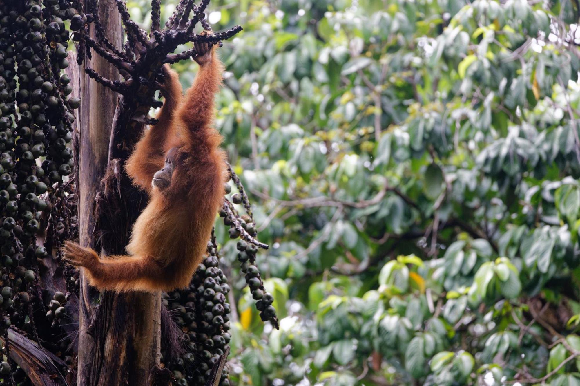 Villa Sumatra Orangutan Treks & Eco Jungle Trekking Activity Timbanglawang