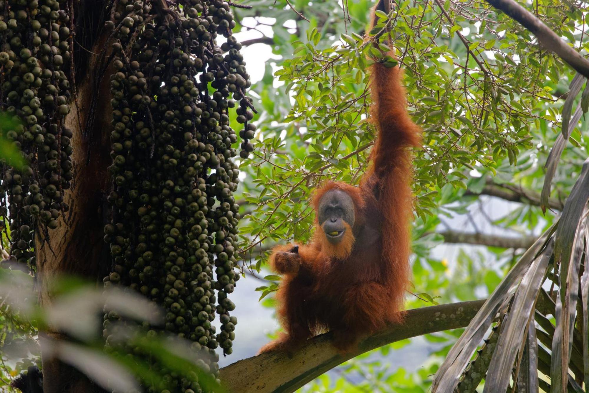 Sumatra Orangutan Treks & Eco Jungle Trekking Activity Villa
