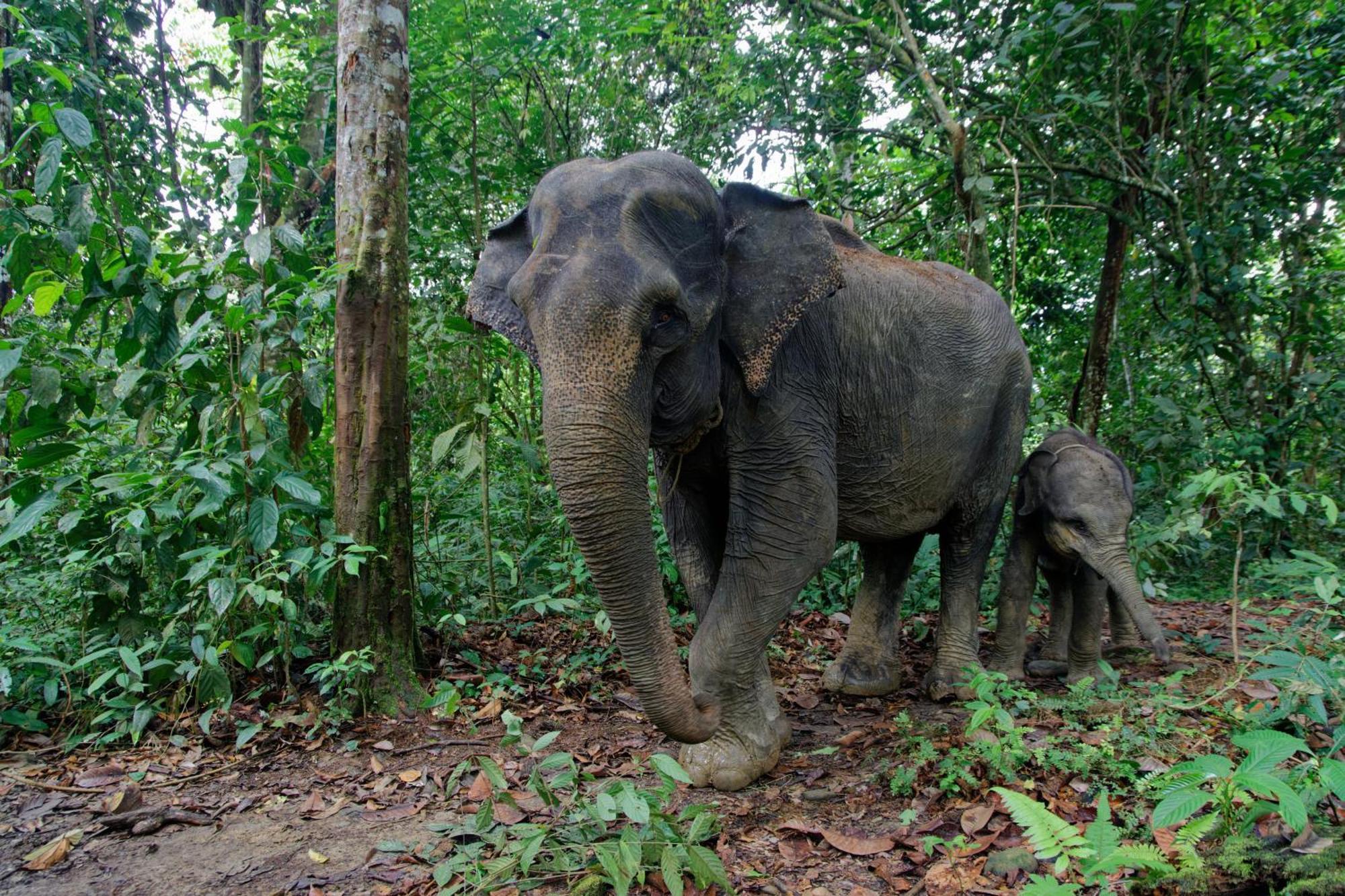 Sumatra Orangutan Treks & Eco Jungle Trekking Activity