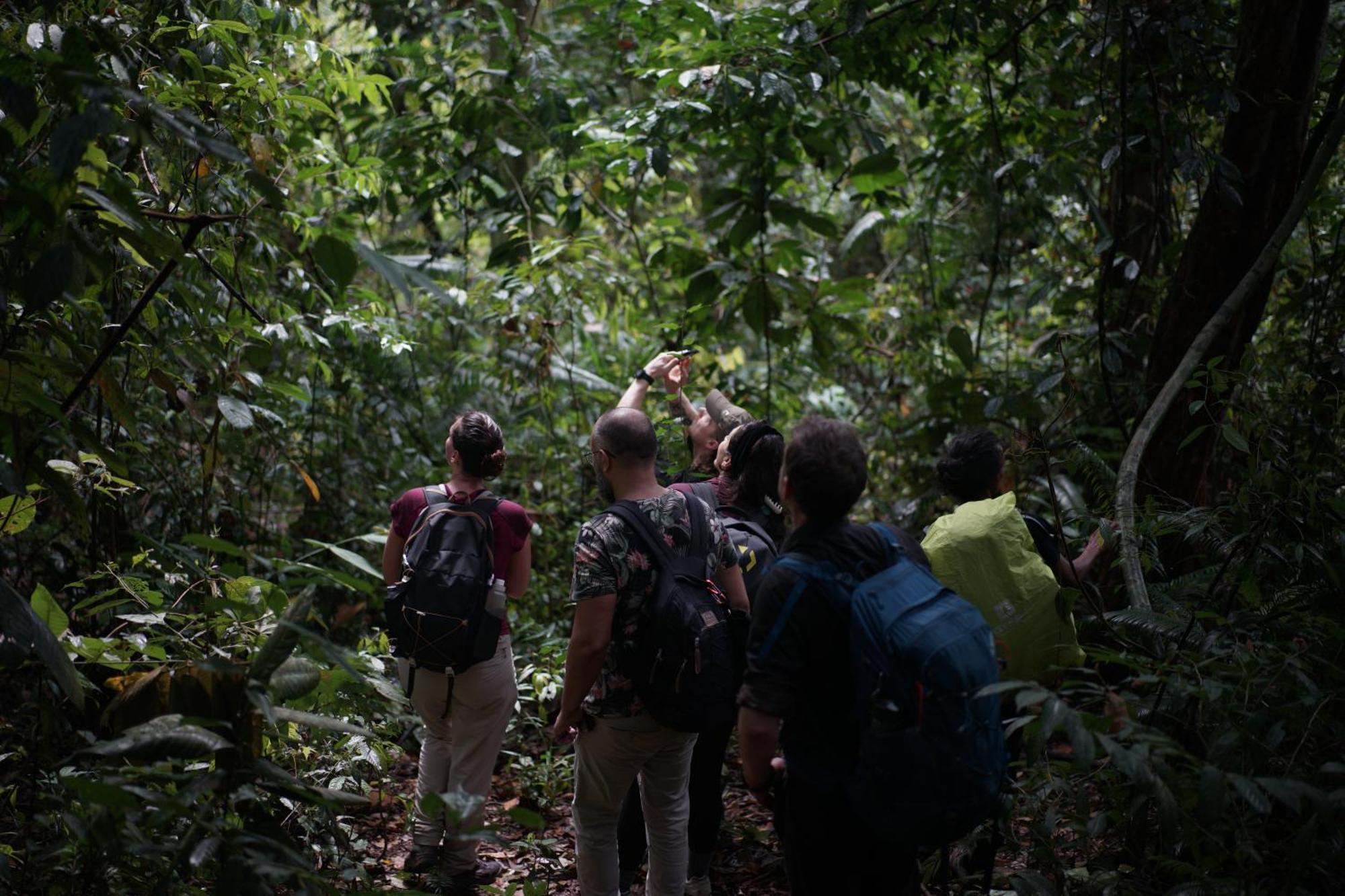 Sumatra Orangutan Treks & Eco Jungle Trekking Activity Timbanglawang