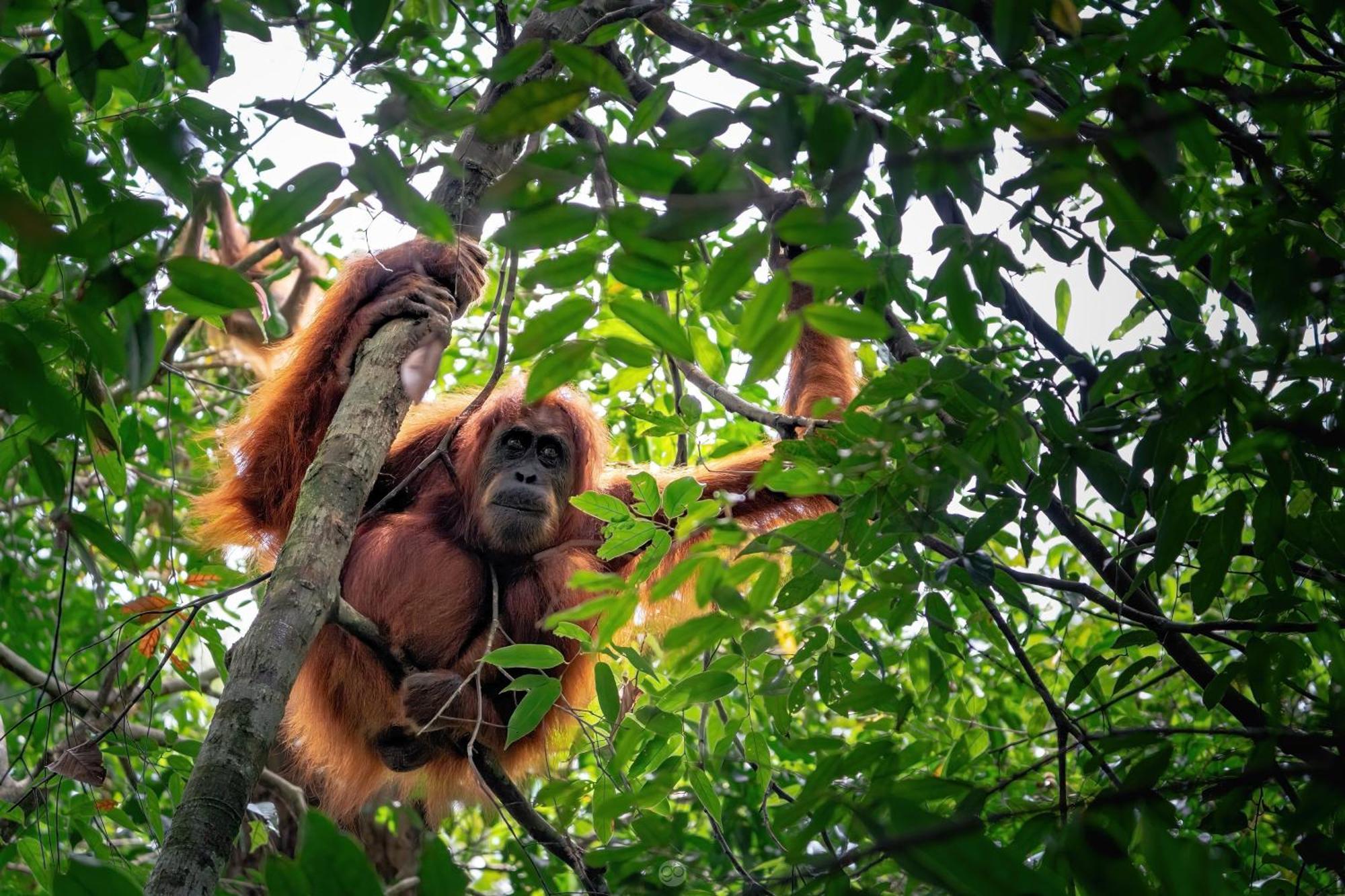 Sumatra Orangutan Treks & Eco Jungle Trekking Activity