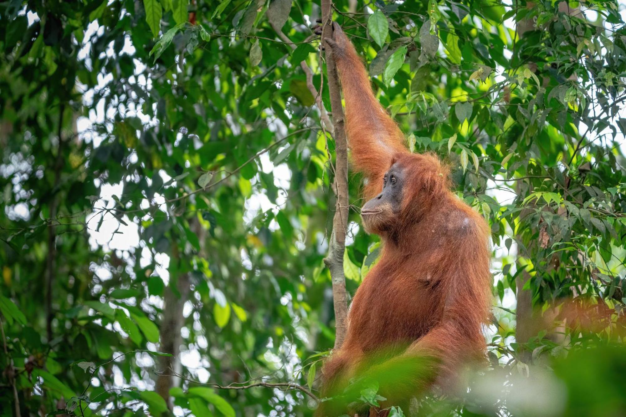 Sumatra Orangutan Treks & Eco Jungle Trekking Activity Timbanglawang